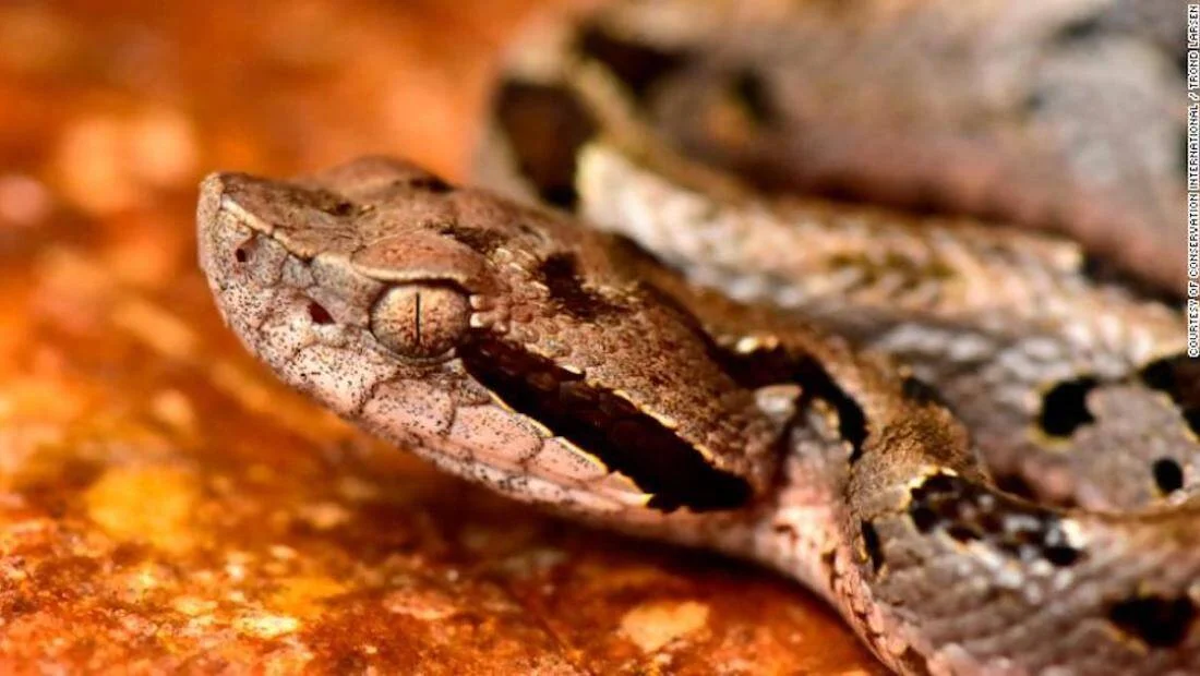 Serpiente de coloración marrón con manchas oscuras y pupila vertical, fotografiada en primer plano sobre superficie rocosa rojiza.
