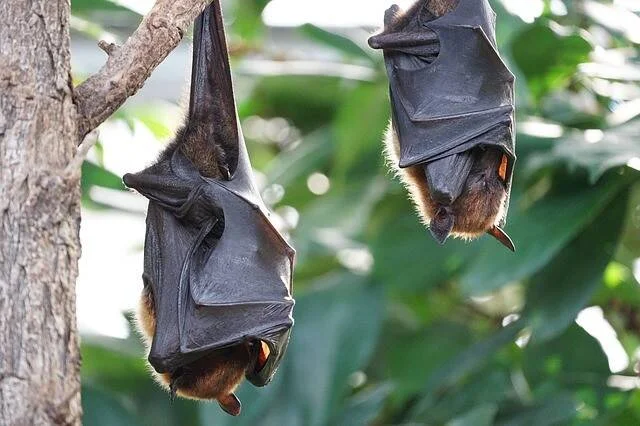 Dos murciélagos colgados boca abajo de las ramas de un árbol, con las alas plegadas sobre el cuerpo.