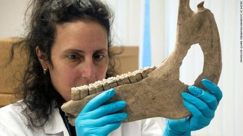 Científica con guantes azules y bata blanca sostiene y examina de cerca una gran mandíbula fósil con dientes.