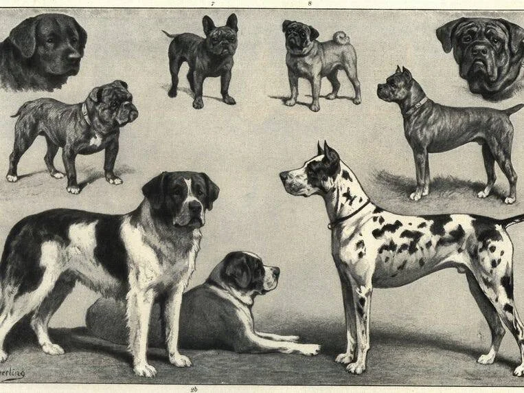 Grabado antiguo en blanco y negro que muestra diversas razas de perros, incluyendo bulldog, carlino, gran danés, san bernardo y boxer.