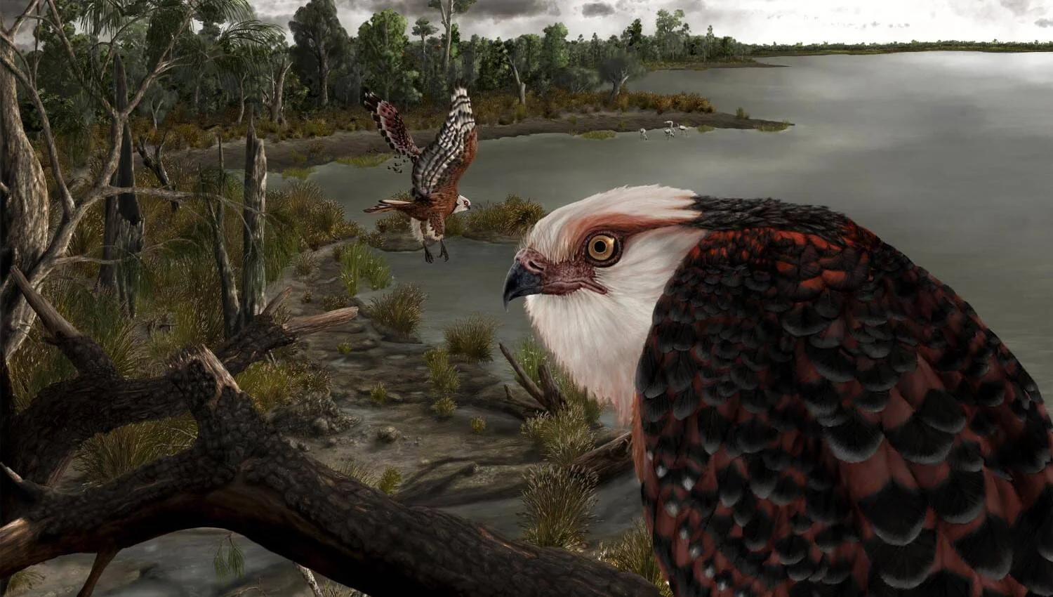 Reconstrucción artística de dos aves rapaces extintas en un paisaje lacustre prehistórico con vegetación y cielo nublado.