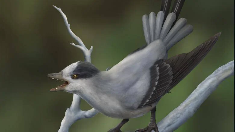 Reconstrucción artística de un ave prehistórica con dientes y plumas grises posada sobre una rama, con el pico abierto.