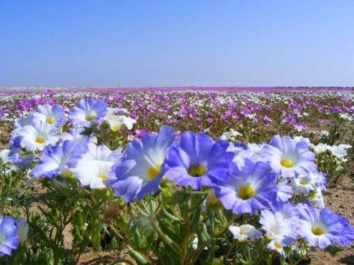 Campo cubierto de flores silvestres azules, blancas y rosas bajo un cielo despejado, típico del desierto florido.