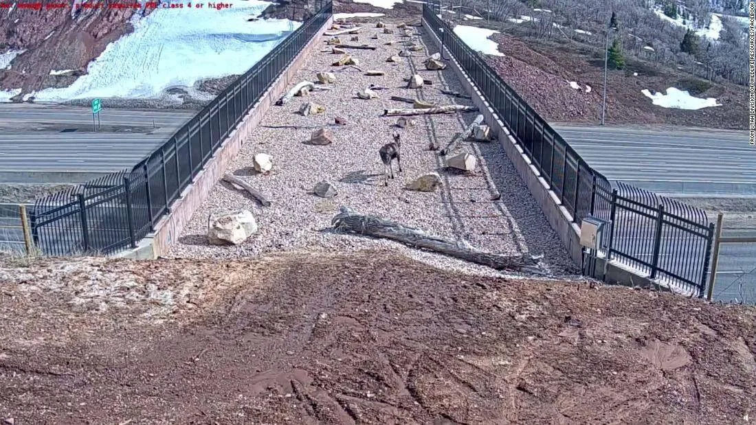 Un alce camina solo por un corredor de vida silvestre sobre una autopista, captado por cámara de vigilancia en Utah.