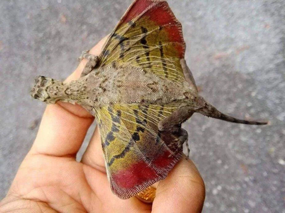 Mano sosteniendo un pequeño lagarto volador con membranas alares extendidas en colores rojo, amarillo y gris.