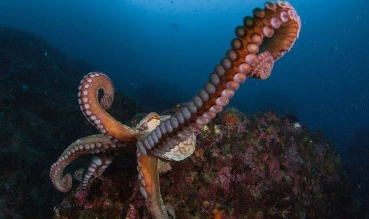 Un pulpo gigante del Pacífico despliega sus tentáculos con ventosas sobre un fondo marino rocoso cubierto de algas.