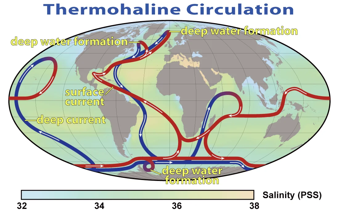Mapa mundial que muestra la circulación termohalina: corrientes superficiales cálidas en rojo y corrientes profundas frías en azul, con zonas de formación de aguas profundas.
