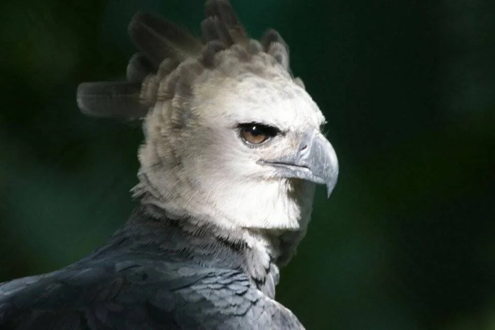 Primer plano de un águila harpía con plumaje blanco y gris, cresta de plumas oscuras erguidas y pico curvo gris.