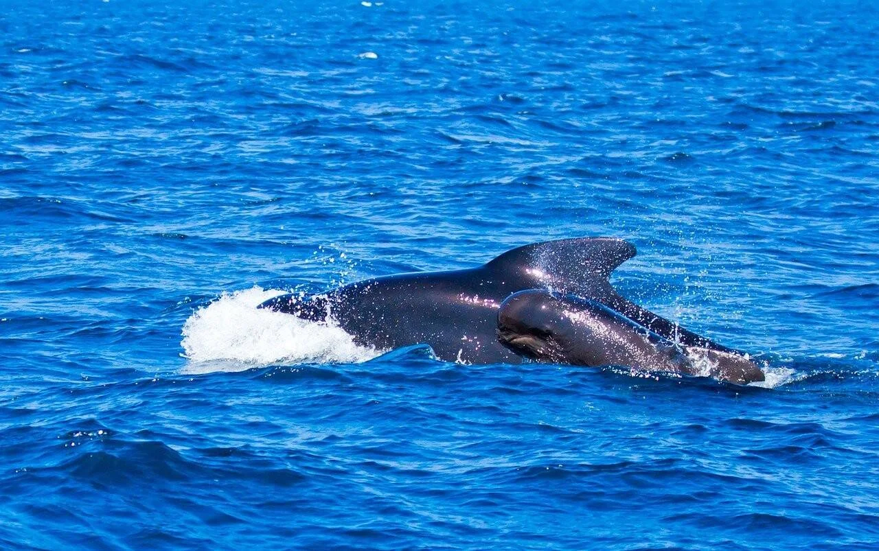 Ballena piloto de aleta larga emerge a la superficie del mar azul, mostrando su aleta dorsal y salpicando agua.