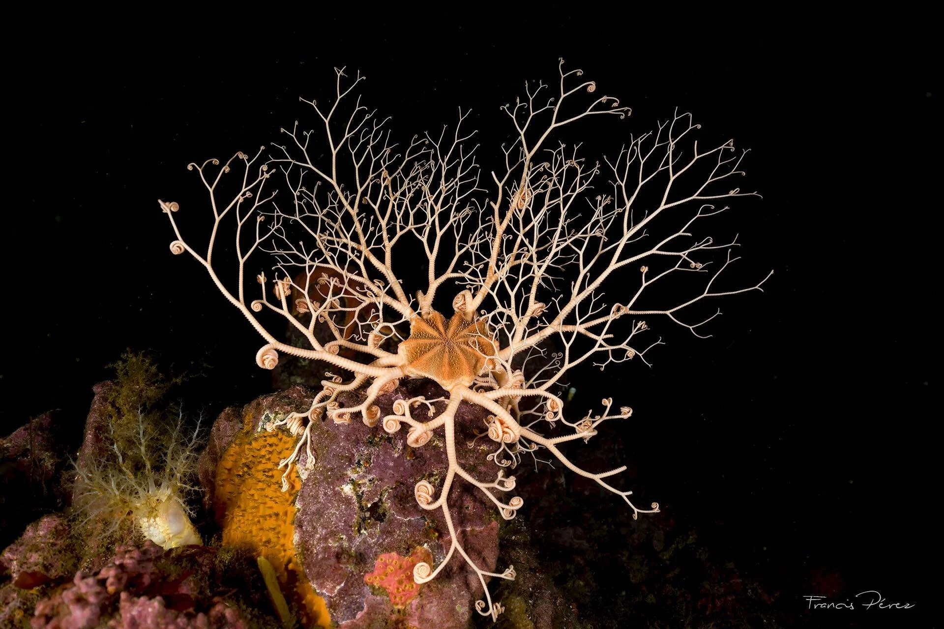 Ofiura canasta con brazos ramificados extendidos sobre una roca coralina en aguas oscuras.