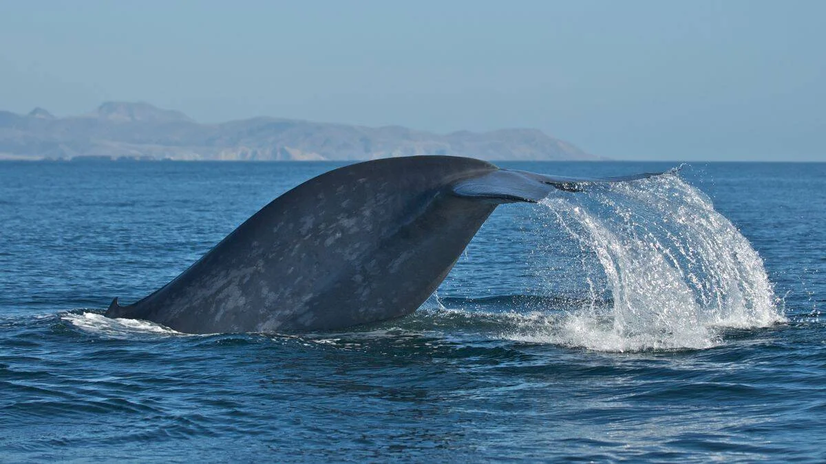 La aleta caudal de una ballena azul emerge del mar salpicando agua, con montañas al fondo.