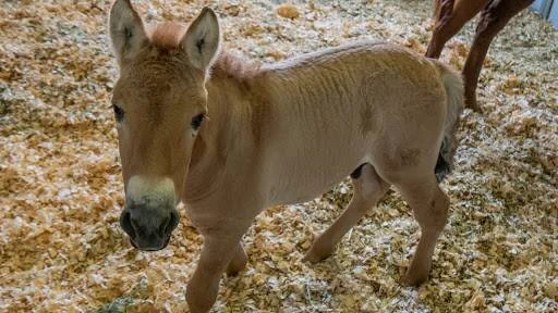 Potrillo de caballo de Przewalski de pelaje beige parado sobre viruta de madera en un establo.