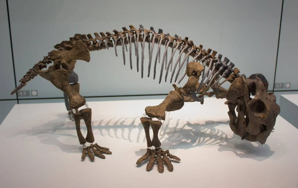 Esqueleto fósil articulado de un reptil prehistórico cuadrúpedo expuesto sobre pedestal blanco en vitrina de museo.