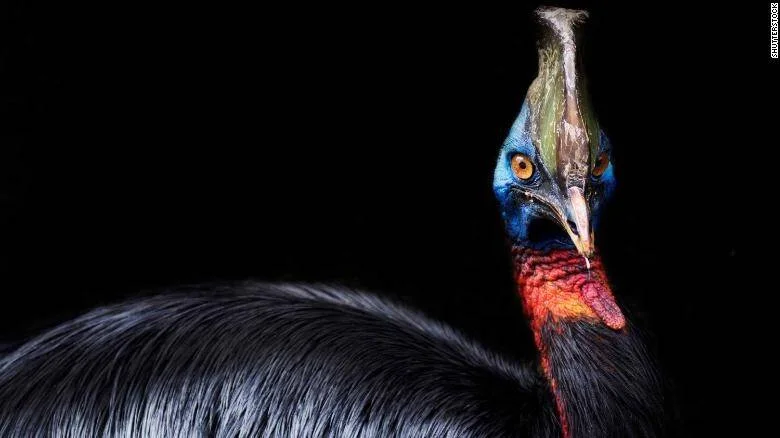 Casuario de cerca mostrando su casco óseo verde, cara azul brillante y cuello rojo intenso sobre fondo negro.
