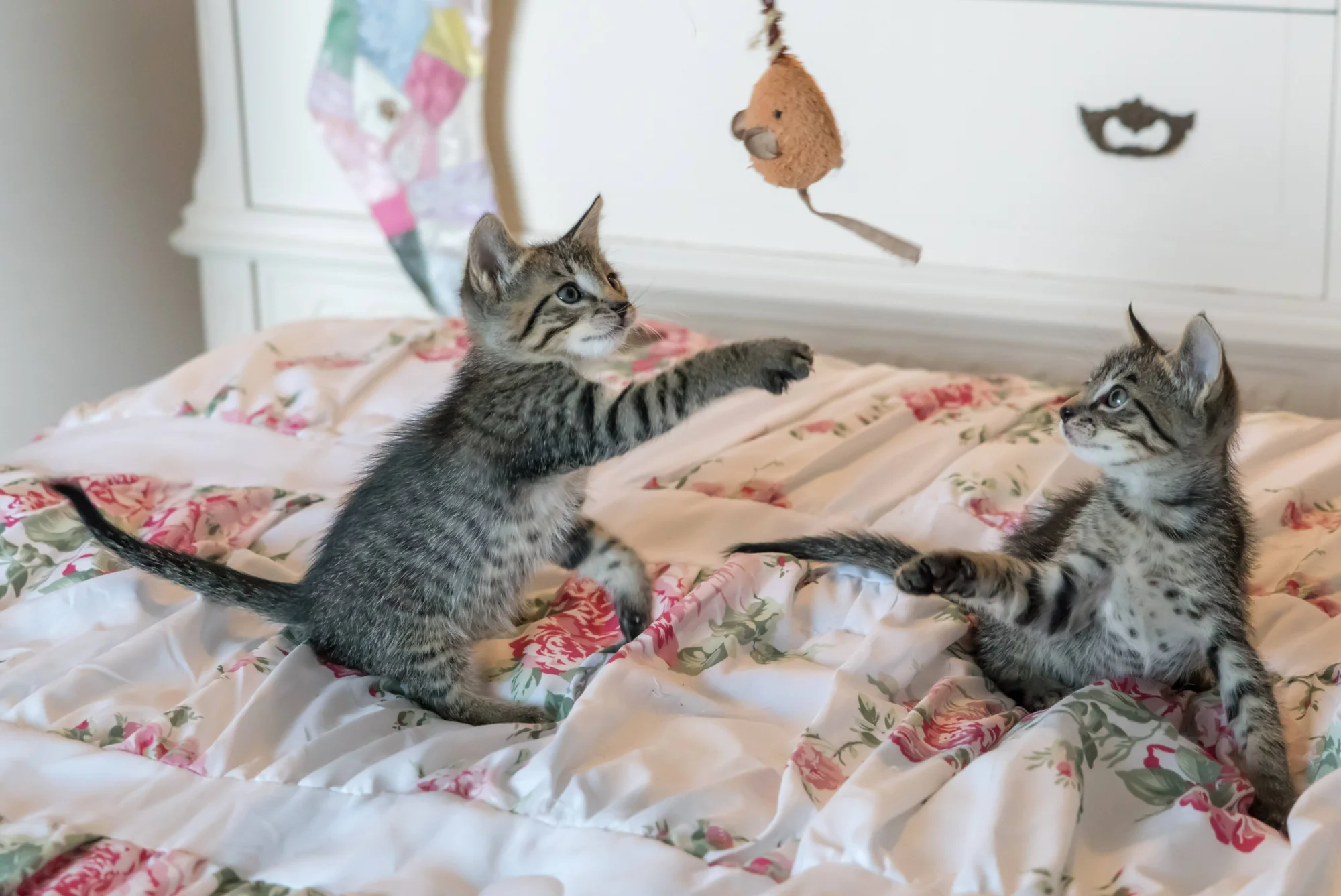 Dos gatitos atigrados grises juegan sobre una cama floral intentando atrapar un juguete en forma de ratón colgante.