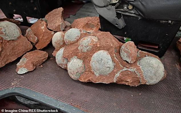 Grupo de huevos de dinosaurio fosilizados incrustados en roca rojiza, junto a fragmentos de sedimento.