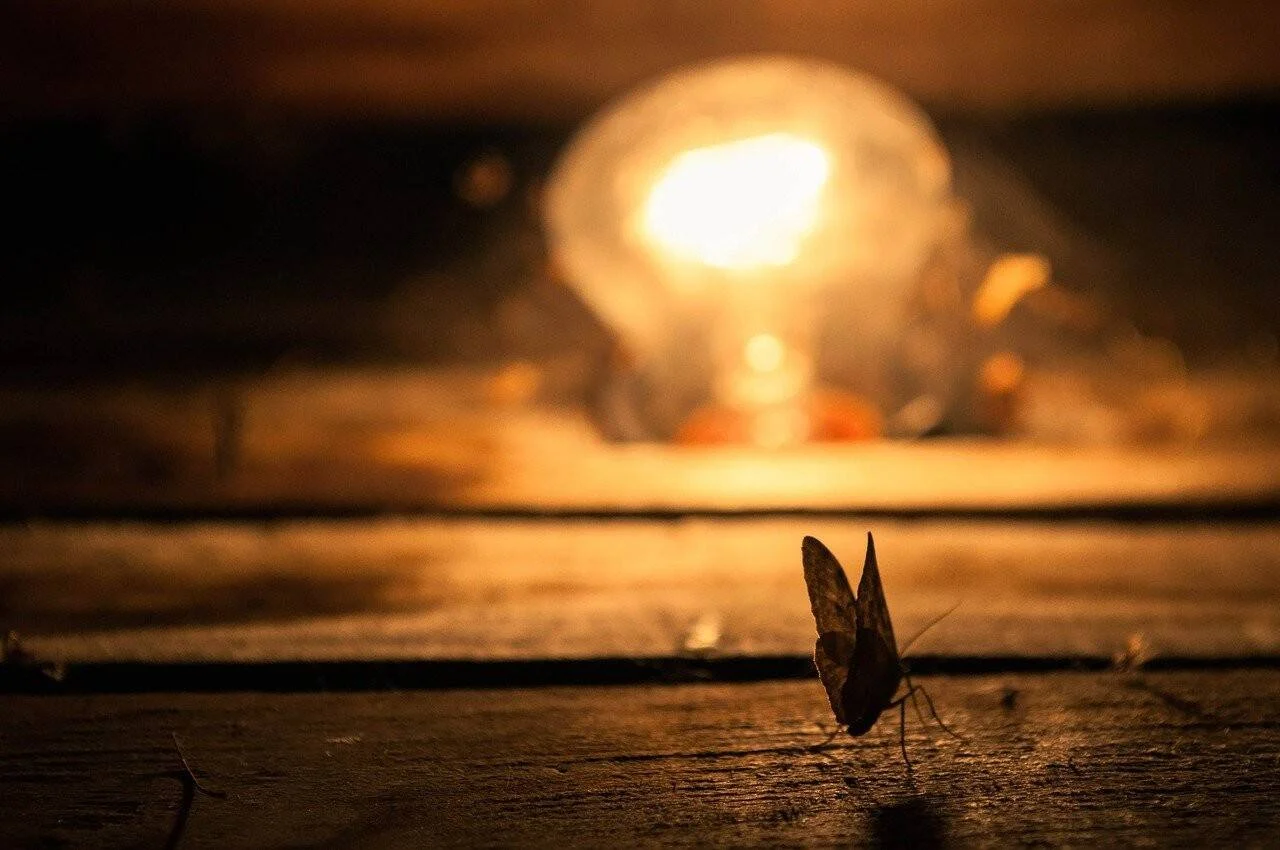 Una polilla posada sobre una superficie de madera con las alas erguidas, frente a una bombilla incandescente encendida al fondo.