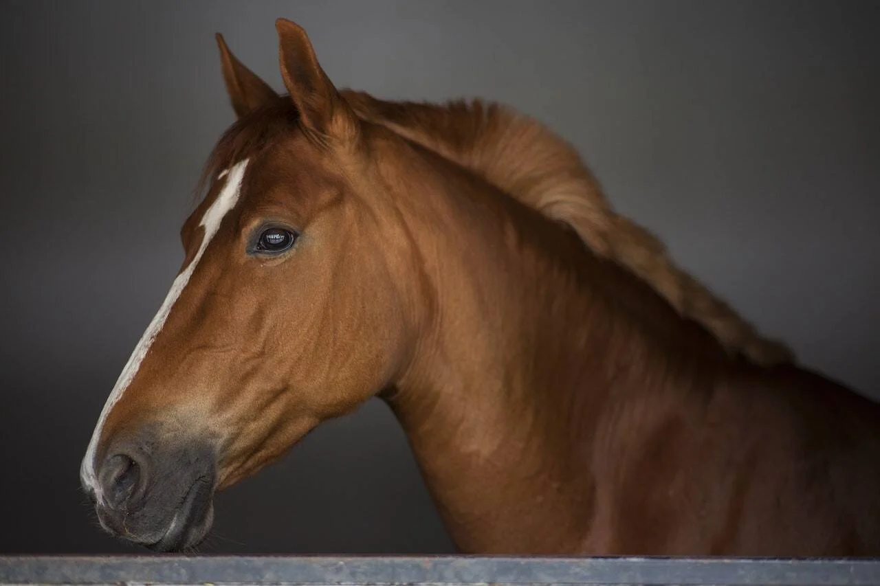 Caballo alazán con mancha blanca en el frontal asoma la cabeza por encima de la puerta de un box.