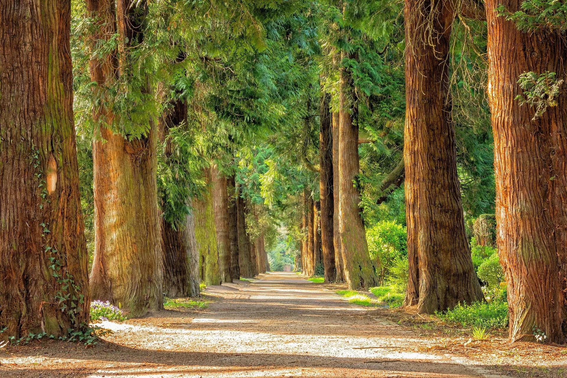 Camino de tierra flanqueado por hileras de altos árboles de troncos rojizos que forman un túnel verde natural.