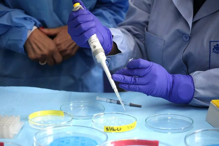 Técnico de laboratorio con guantes morados usa una pipeta para depositar líquido en placas de Petri sobre una mesa de trabajo.