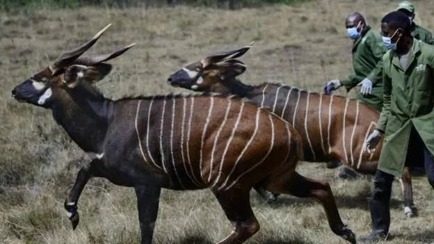 Dos antílopes bongo con rayas blancas corren en la sabana mientras guardabosques uniformados los guían.