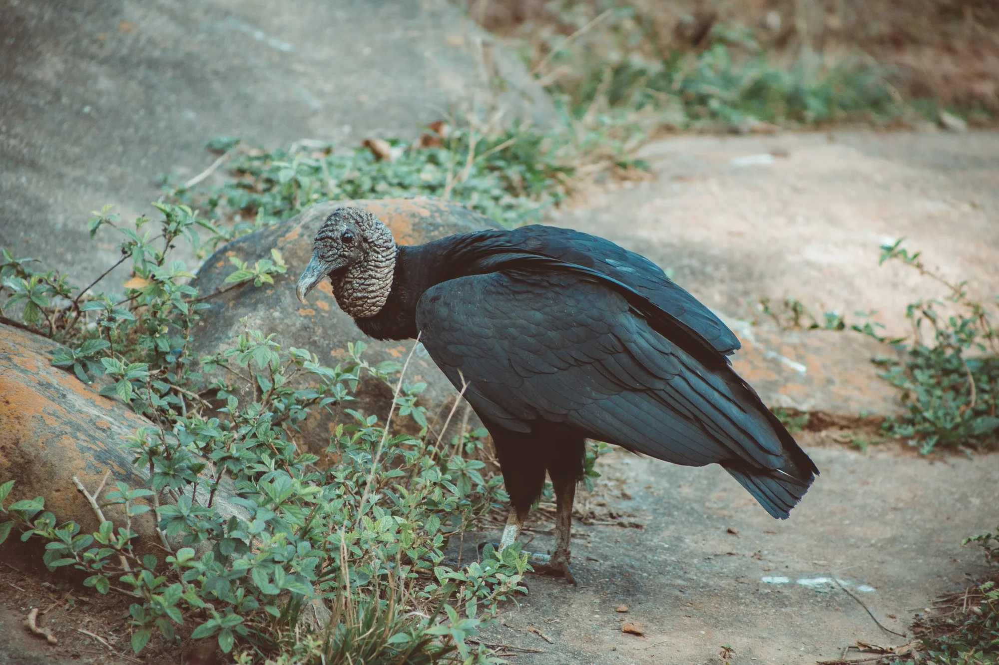 Un gallinazo negro con plumaje oscuro y cabeza gris arrugada parado en suelo rocoso rodeado de plantas verdes.