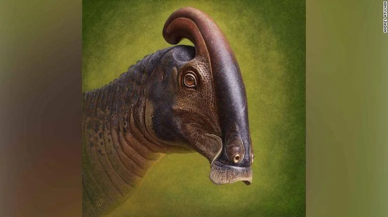 Reconstrucción artística del dinosaurio parasaurolofio mostrando su característica cresta ósea curva sobre la cabeza.