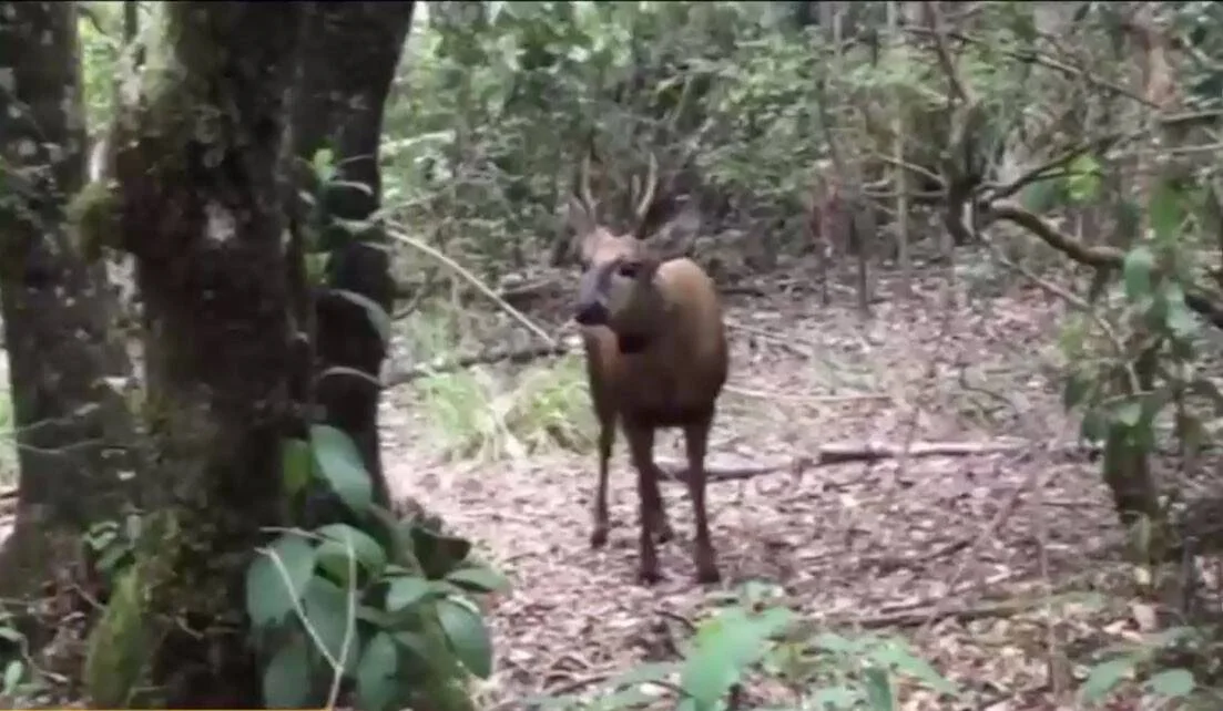 Ciervo macho con pequeña cornamenta parado en el interior de un bosque, mirando hacia la cámara.