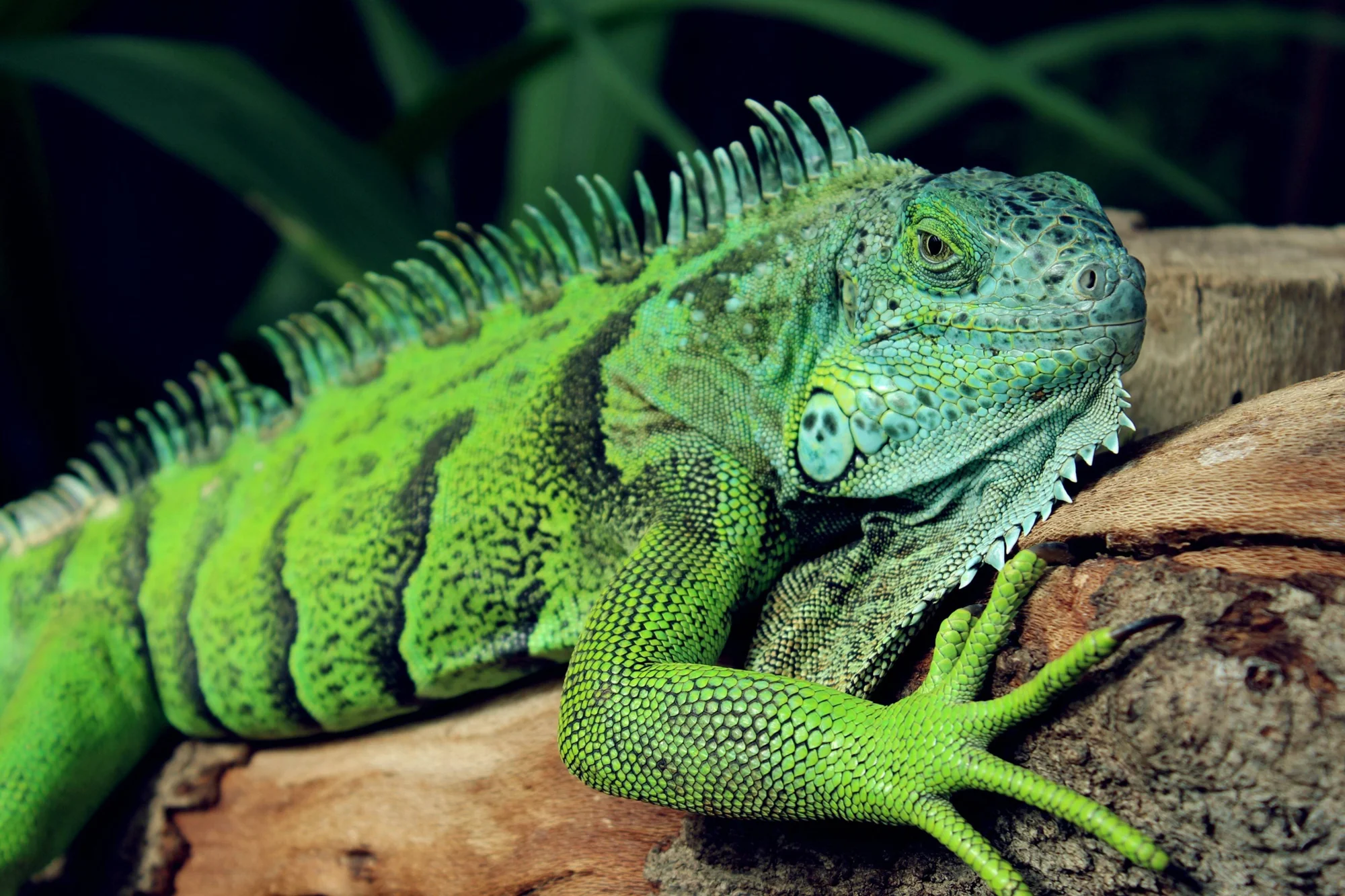 Iguana verde con cresta dorsal apoyada sobre un tronco, mostrando sus escamas y garras en detalle.