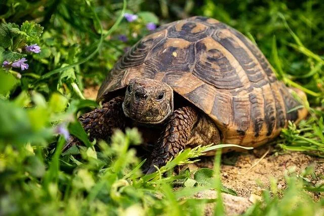 Tortuga terrestre con caparazón marrón avanza entre hierbas verdes y pequeñas flores silvestres al aire libre.