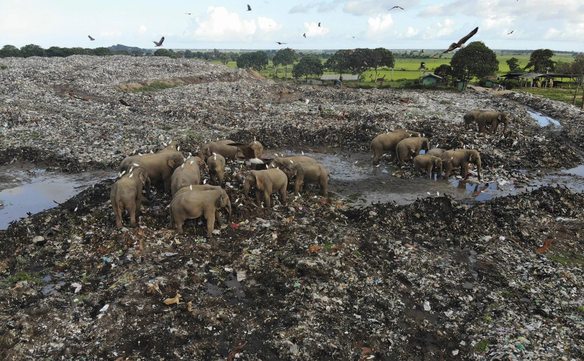 Una manada de elefantes salvajes busca alimento entre toneladas de basura en un vertedero a cielo abierto, rodeados de aves carroñeras.