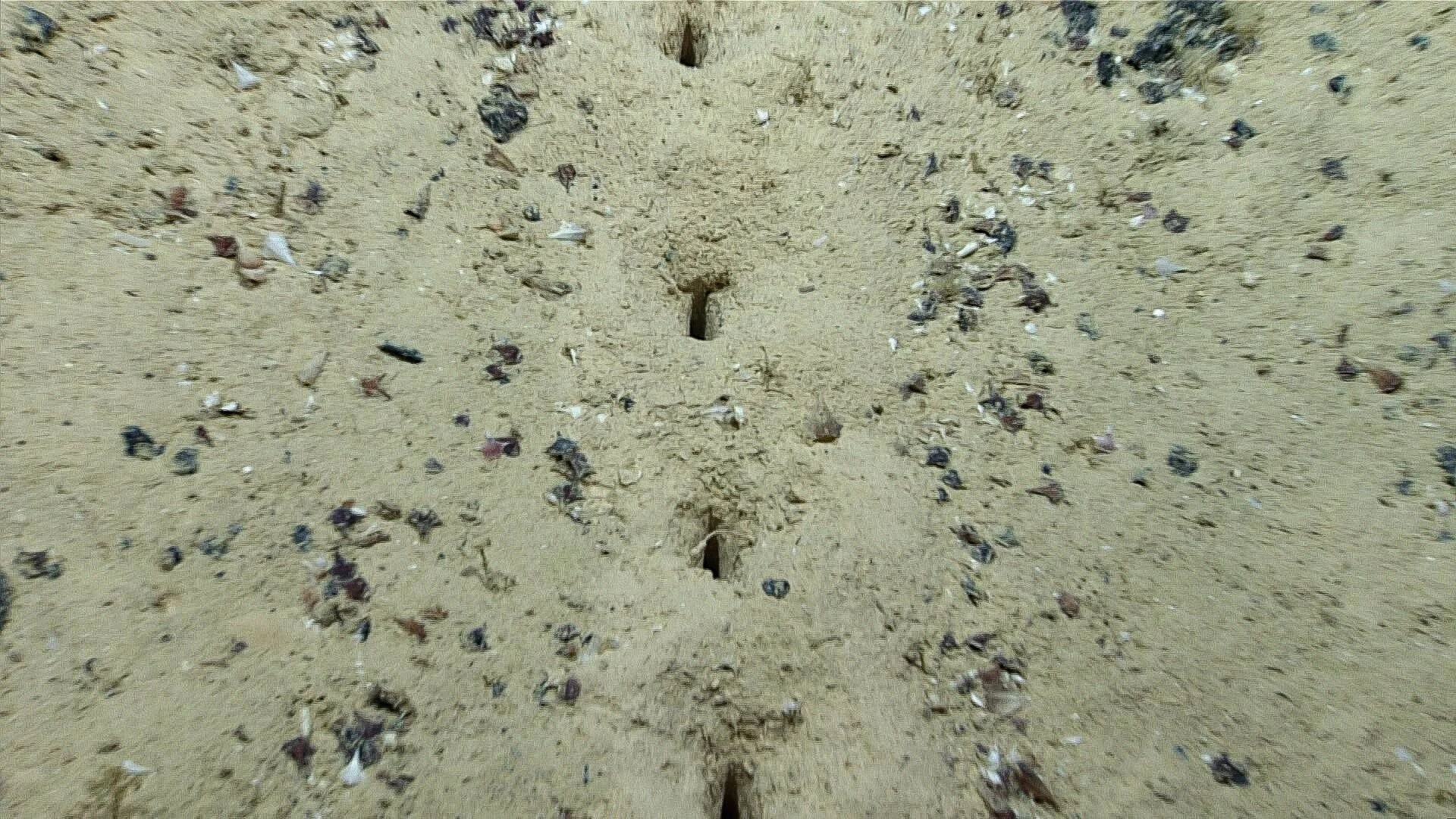 Serie de pequeños agujeros alineados en el sedimento arenoso del fondo oceánico, rodeados de fragmentos de conchas y rocas.