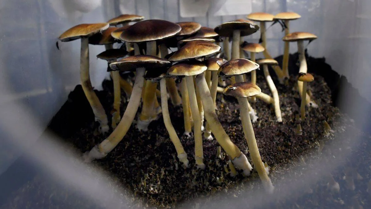 Grupo de hongos psilocibios con sombreros marrones y tallos blancos creciendo sobre sustrato oscuro en un contenedor cerrado.