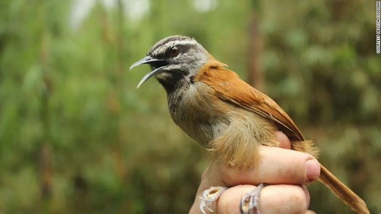 Un pequeño pájaro de plumaje marrón rojizo y cabeza gris con el pico abierto, posado sobre la mano de una persona en un entorno boscoso.