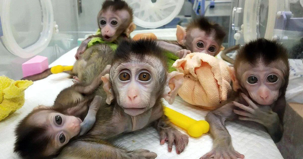 Cinco crías de macaco en una incubadora de laboratorio, rodeadas de telas de colores, mirando a la cámara.