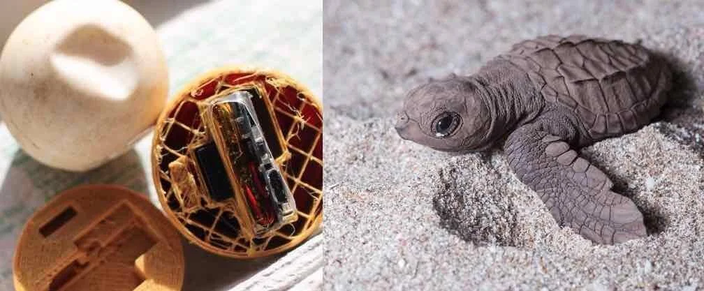 Huevo de tortuga marina con un rastreador GPS en su interior, junto a una cría de tortuga emergiendo de la arena.