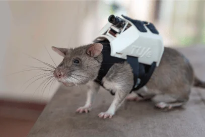 Rata equipada con un arnés tecnológico que incluye una pequeña cámara, usada para tareas de búsqueda y rescate.