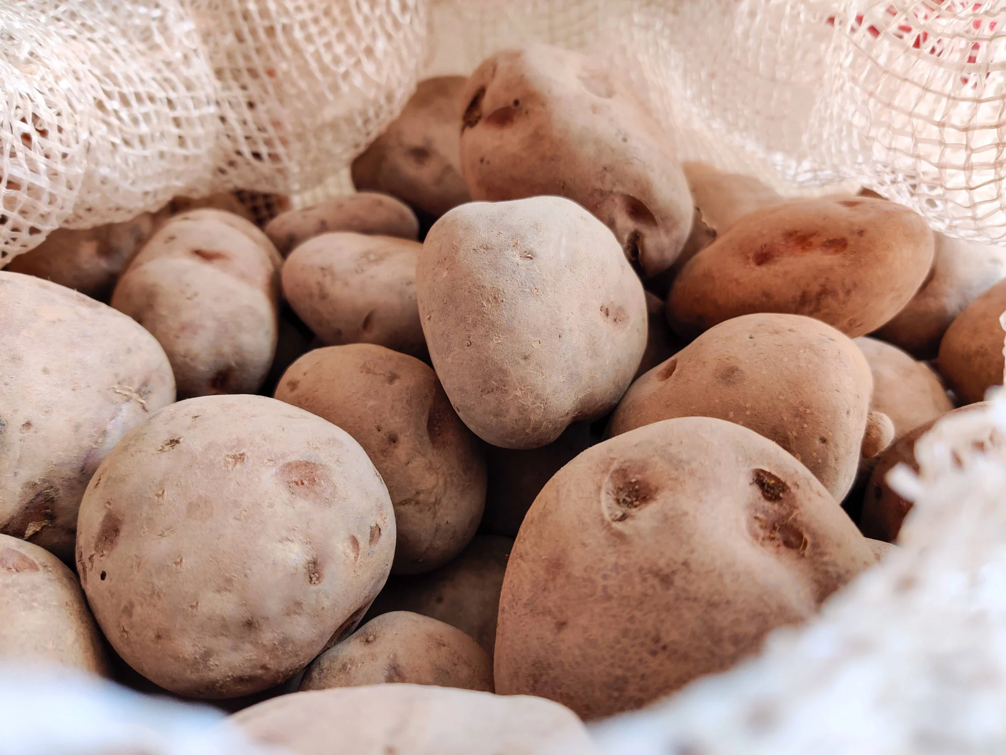 Papas crudas sin lavar acumuladas dentro de una bolsa de red de tela.
