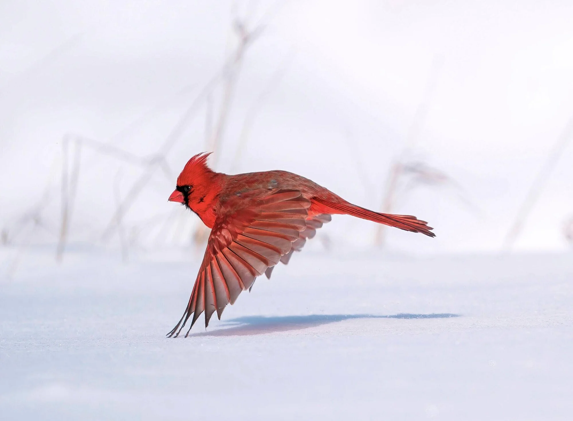 Cardenal norteño macho con alas desplegadas a punto de posarse sobre una superficie nevada en invierno.