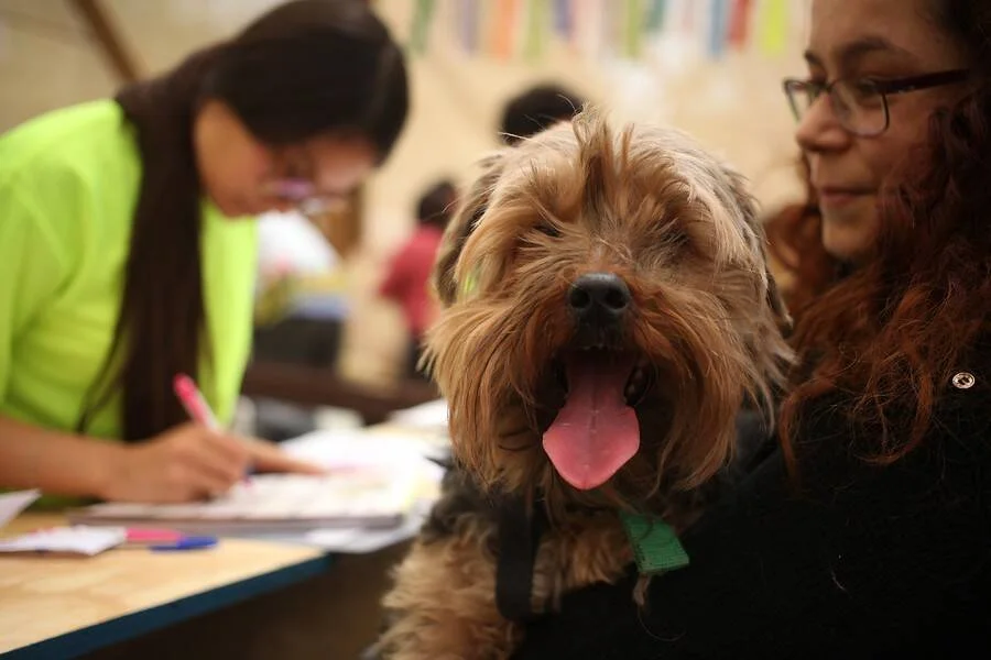 Un Yorkshire Terrier con la lengua afuera es sostenido por su dueña mientras una trabajadora registra datos al fondo.