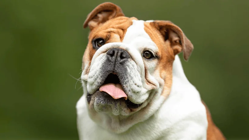 Bulldog inglés de pelaje blanco y marrón con la lengua afuera, mirando hacia adelante con fondo verde desenfocado.
