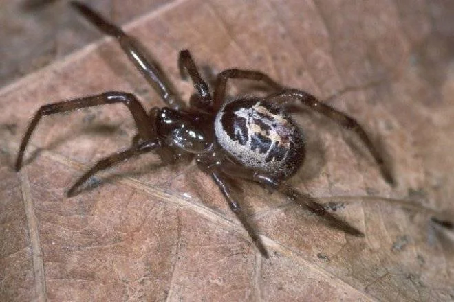 Araña de cuerpo oscuro con abdomen moteado en blanco y negro, posada sobre una hoja seca marrón.