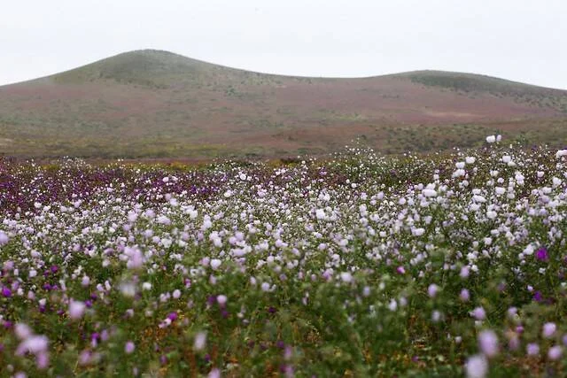 Extenso campo cubierto de flores silvestres blancas y moradas con colinas áridas al fondo bajo un cielo nublado.