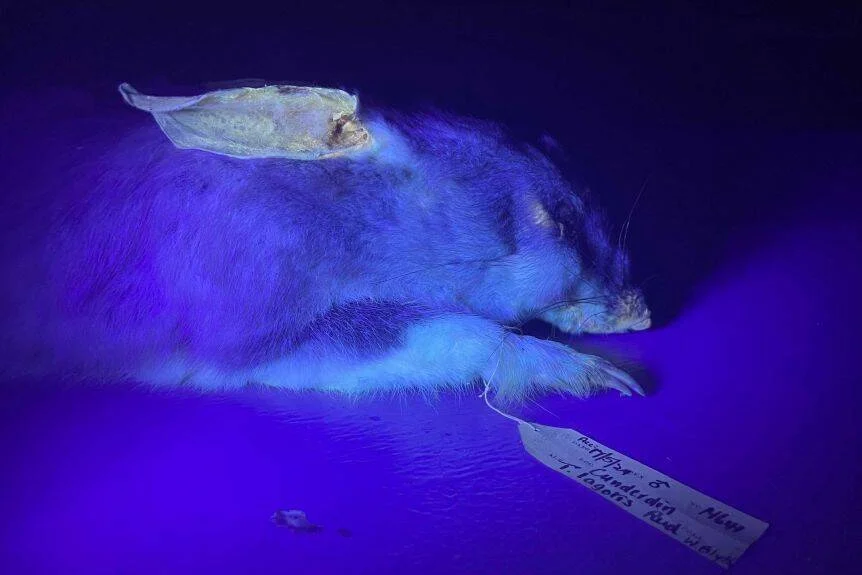 Espécimen de museo de un pequeño mamífero iluminado con luz ultravioleta, con etiqueta de identificación atada a sus patas.