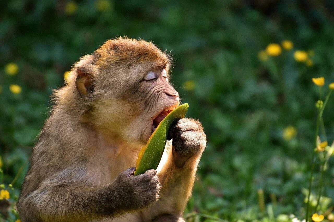 Un macaco sostiene y muerde una fruta verde con los ojos cerrados, rodeado de vegetación y flores amarillas.