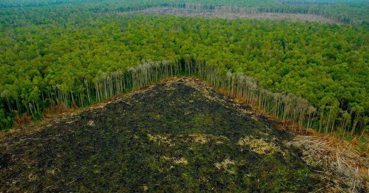 Vista aérea de una gran extensión de bosque tropical con una zona central arrasada y quemada, rodeada de árboles verdes en pie.