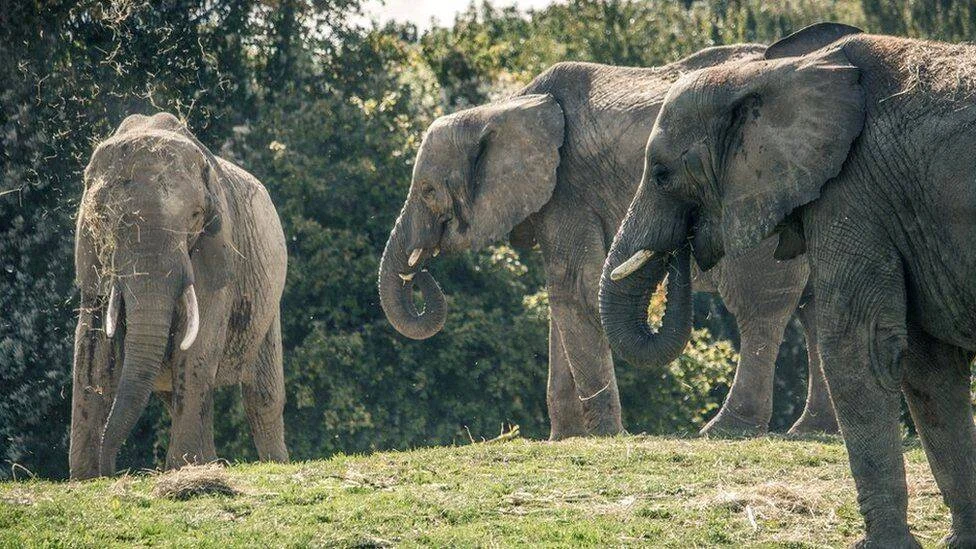 Tres elefantes africanos se alimentan en un prado rodeado de árboles en un día soleado.
