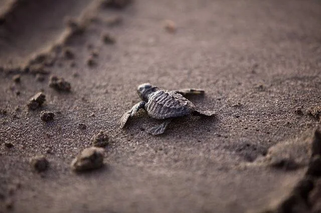 Pequeña tortuga recién nacida arrastrándose sobre arena húmeda de playa hacia el mar.