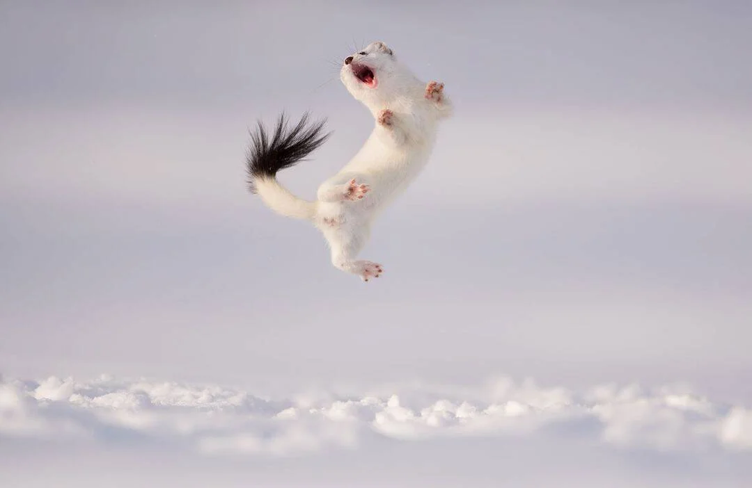 Armiño con pelaje invernal blanco y cola negra salta en el aire con la boca abierta sobre un campo nevado.