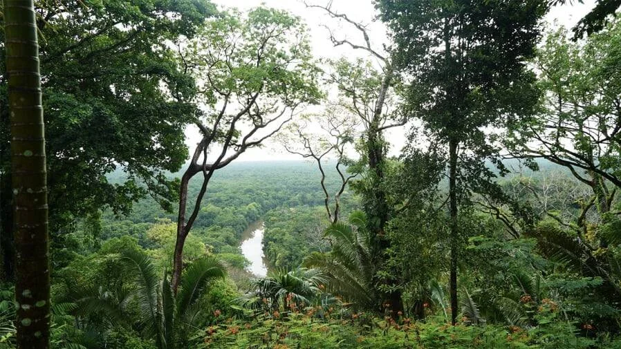 Exuberante selva tropical con árboles altos enmarcando un río serpenteante visible entre la densa vegetación verde.